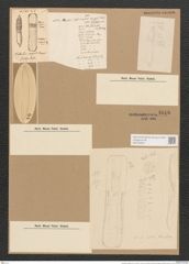 Hantzschia virgata Grun. (de-Toni-Nr.: Genus 50, Species 2208) Zeichnungen Sammlung Grunow Nr. 4616 (NHMW-BOT-W0372659)